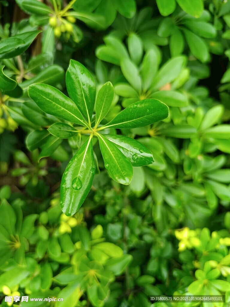 翠绿叶片与黄色小花植物