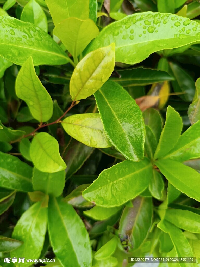 翠绿叶片植物特写