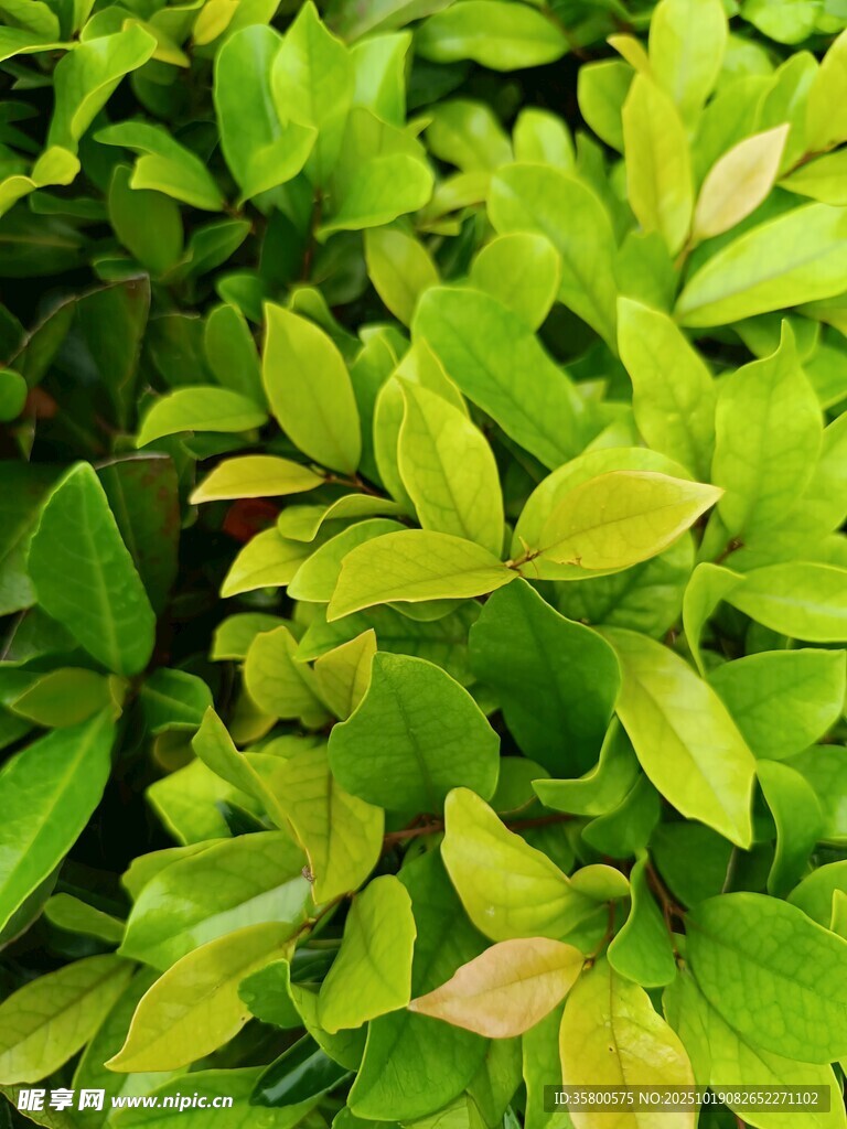 翠绿繁茂的清新植物叶片