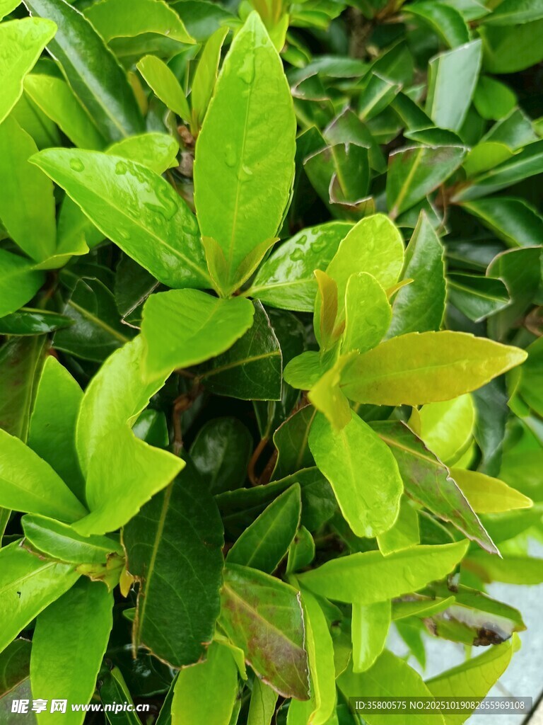 翠绿生机盎然的植物叶片