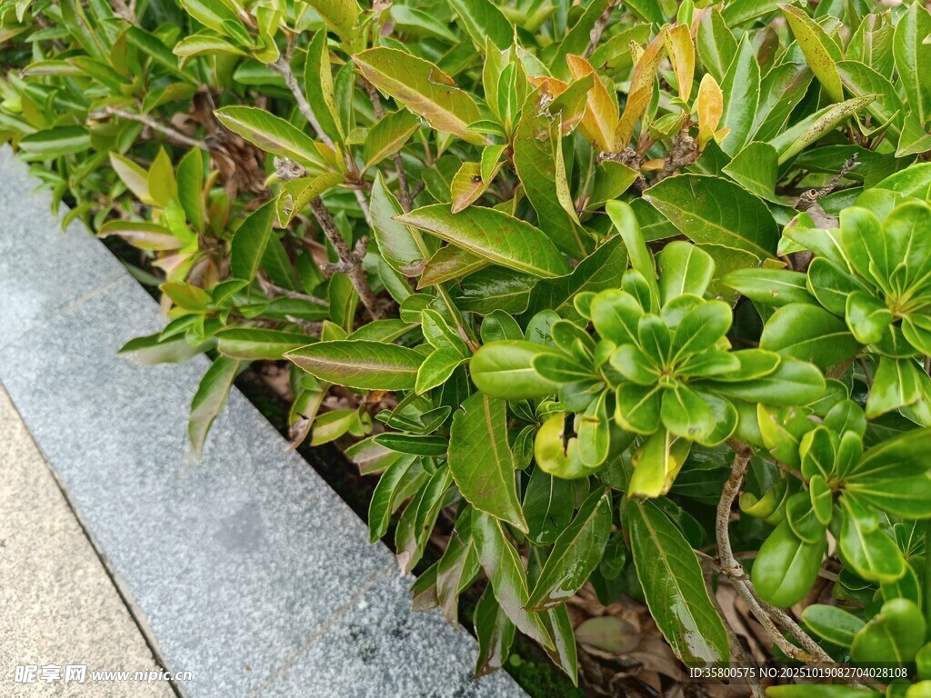 路边翠绿植物生机盎然