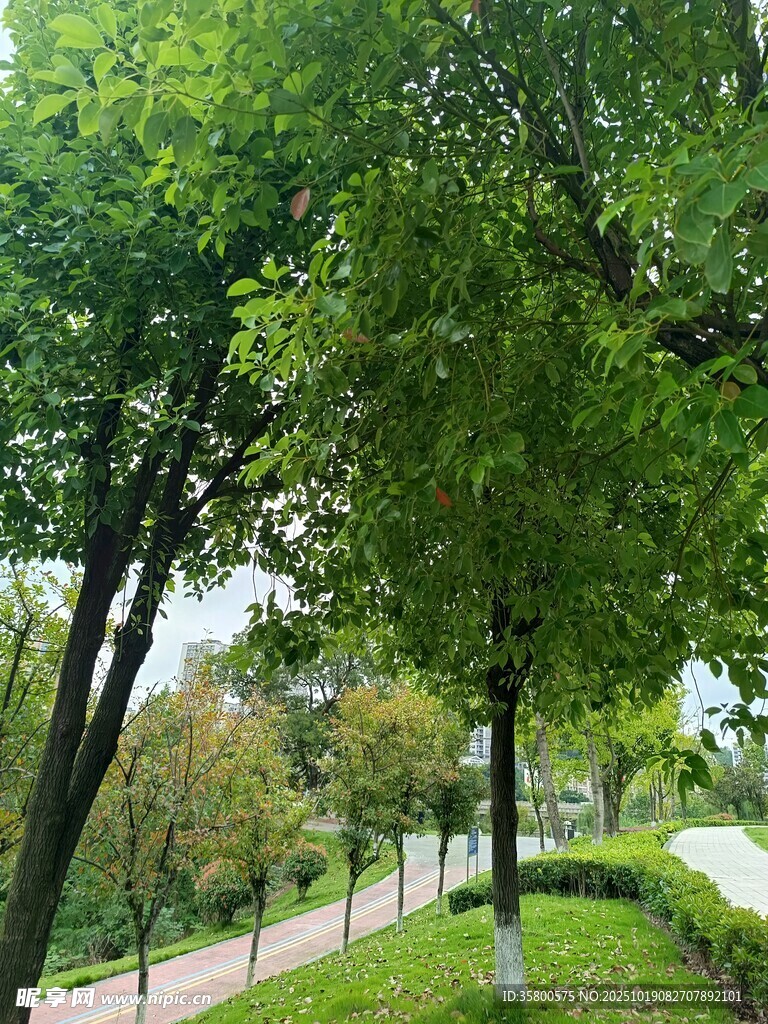 林荫小道 