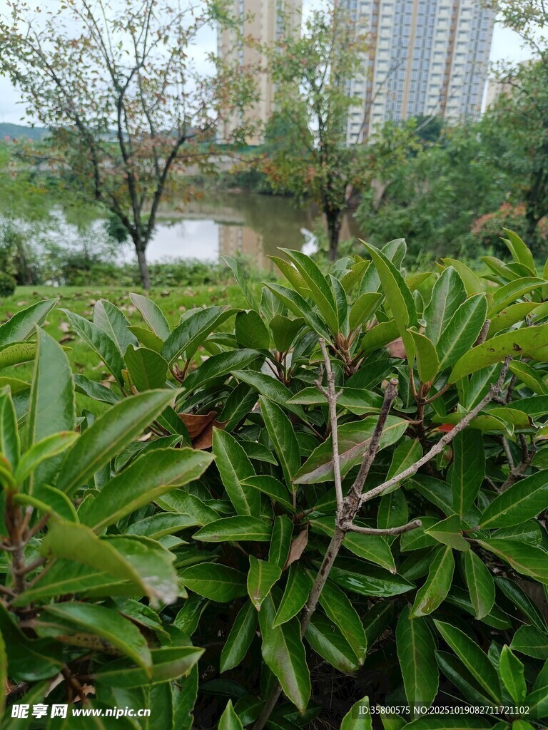 绿叶繁茂的植物景观