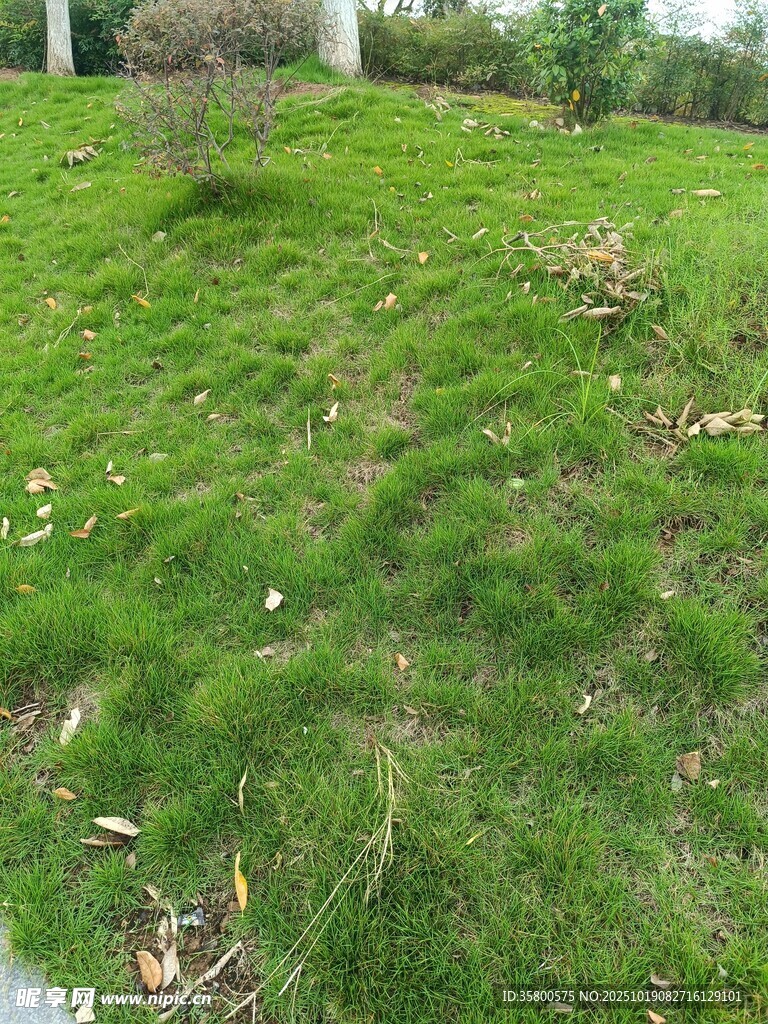 翠绿草地