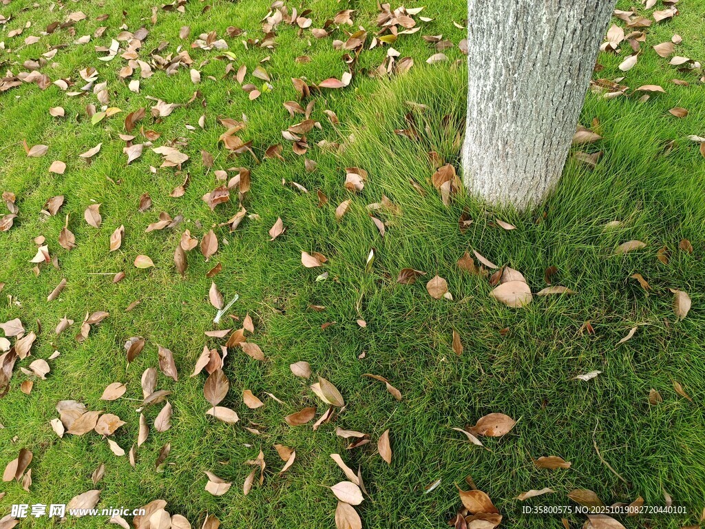 树下落叶铺就秋日美景