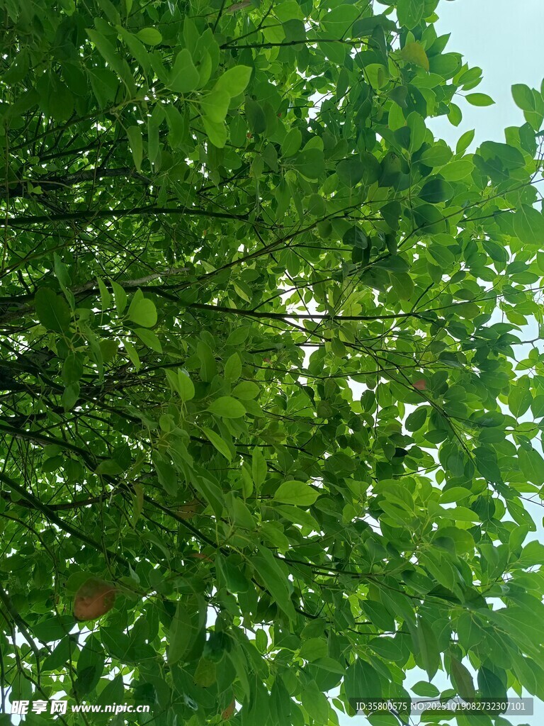 仰视繁茂绿叶树冠
