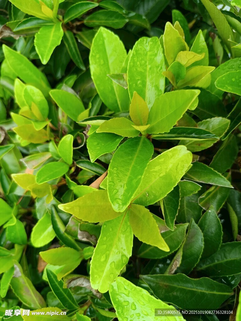 翠绿繁茂的植物叶片