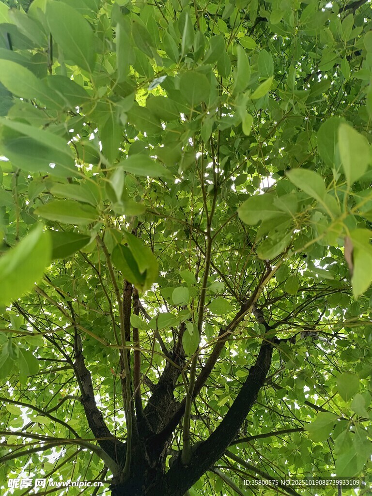 仰视繁茂绿树树冠