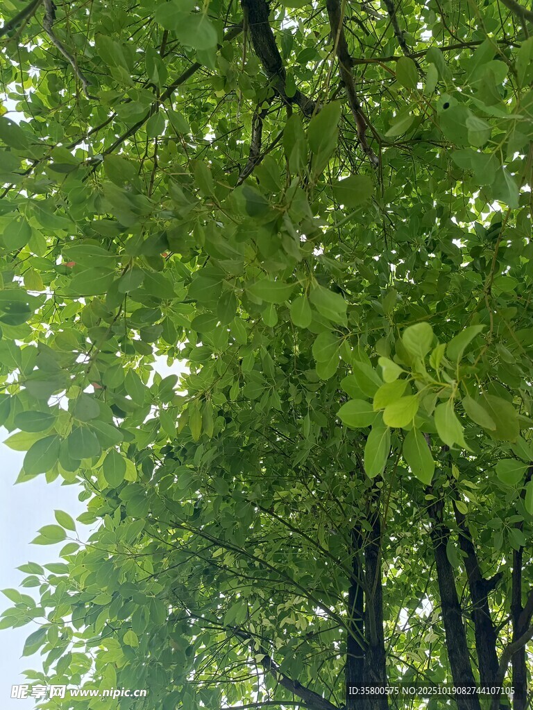 仰视葱郁树冠
