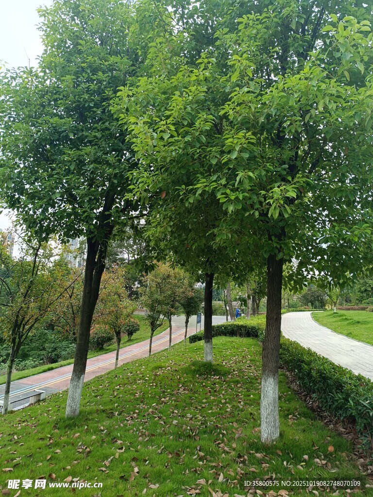 公园绿意盎然的林荫小径