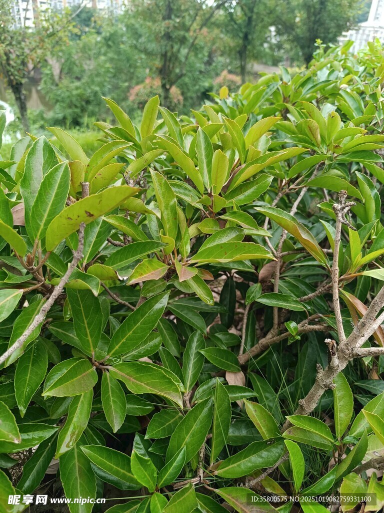 绿叶繁茂的灌木丛