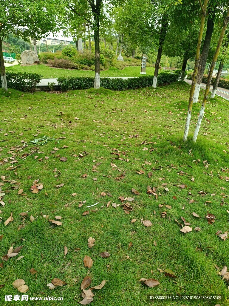 秋日草地林间落叶景致