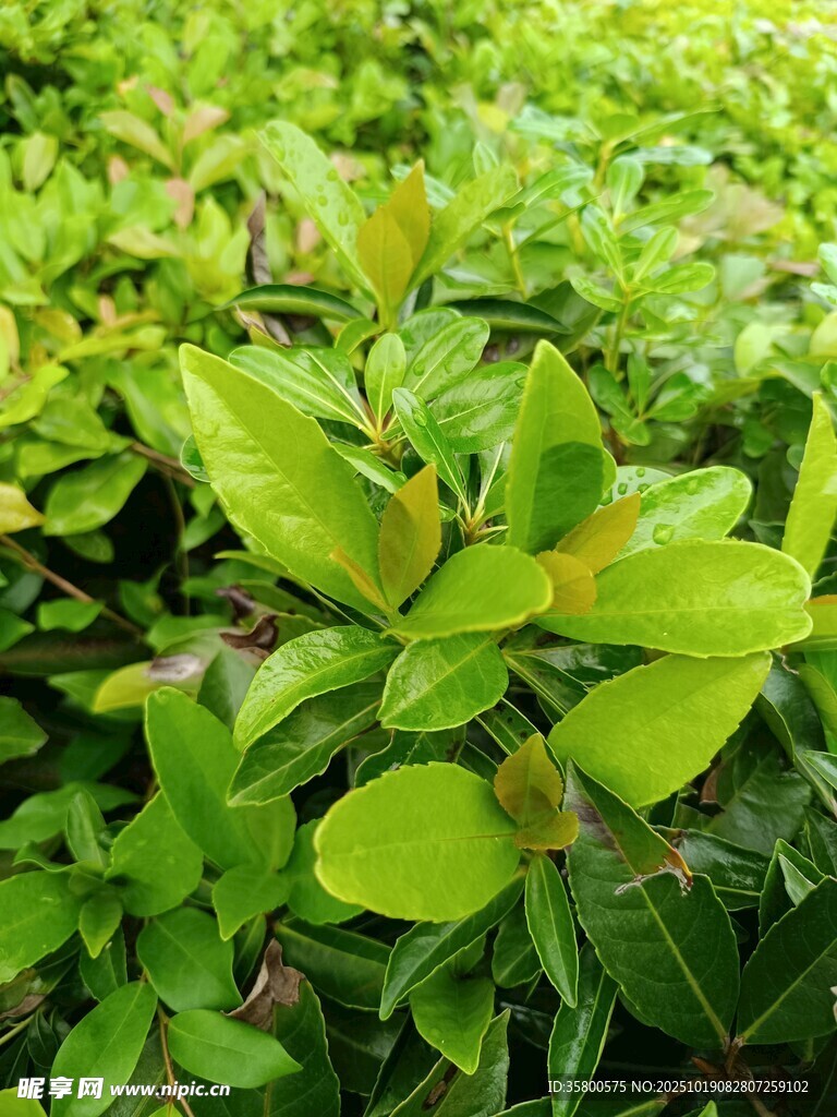 翠绿繁茂的清新绿植