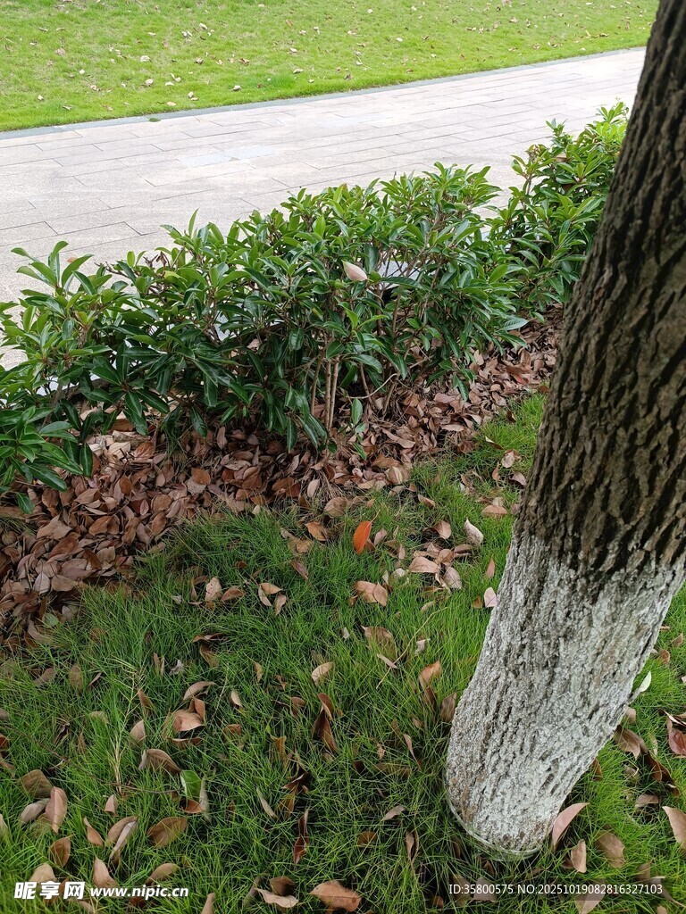 树干底部及周边绿植景象
