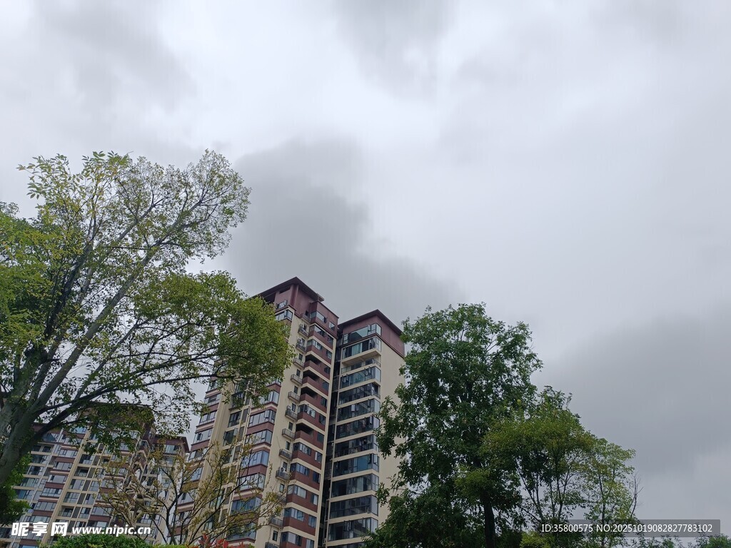 高楼林立间的绿树景观
