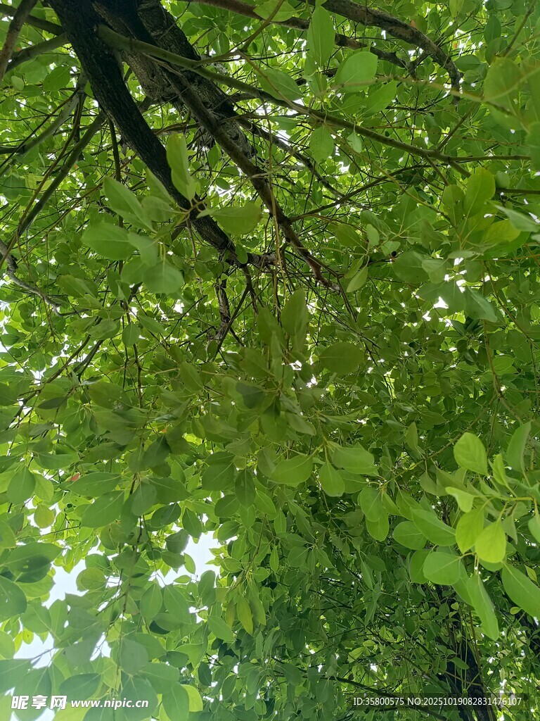 仰视繁茂绿树的清新景象