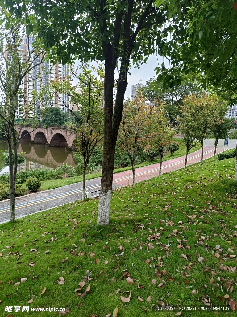 秋日公园林荫小径美景
