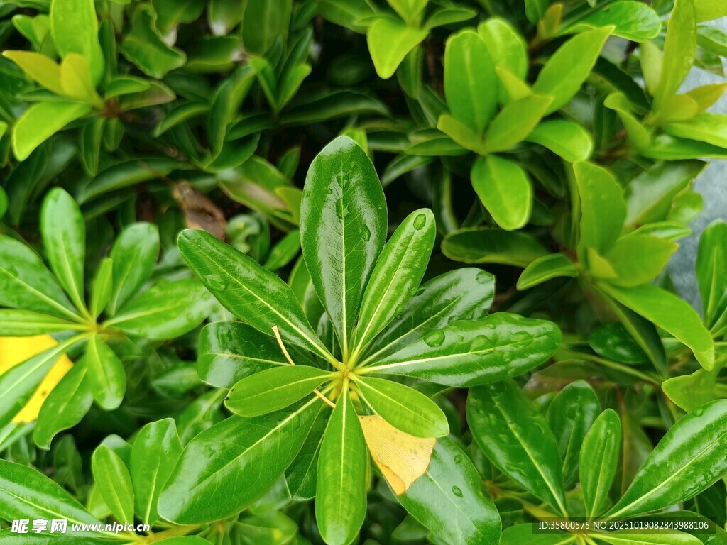 翠绿繁茂的掌状叶片植物