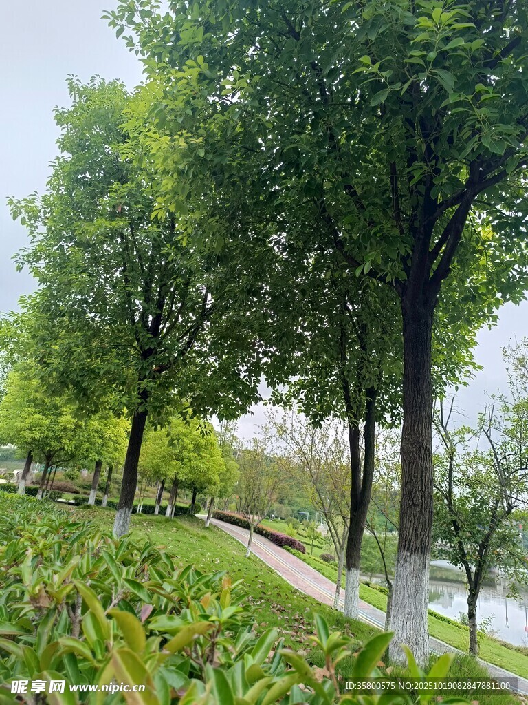 林荫小径旁的绿植景观