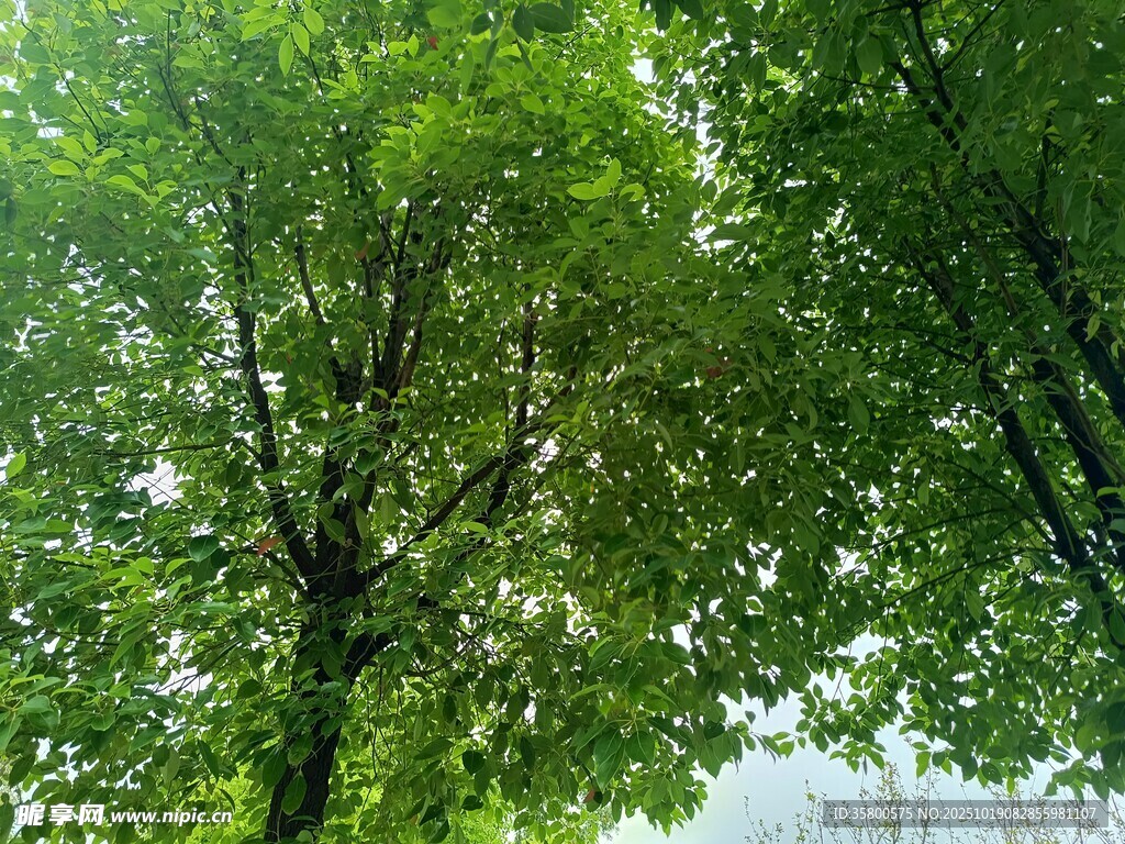 夏日葱郁绿树风景