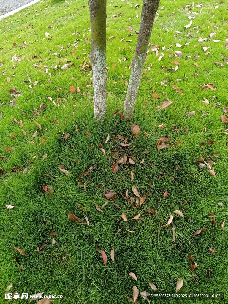 树下草地与落叶景象