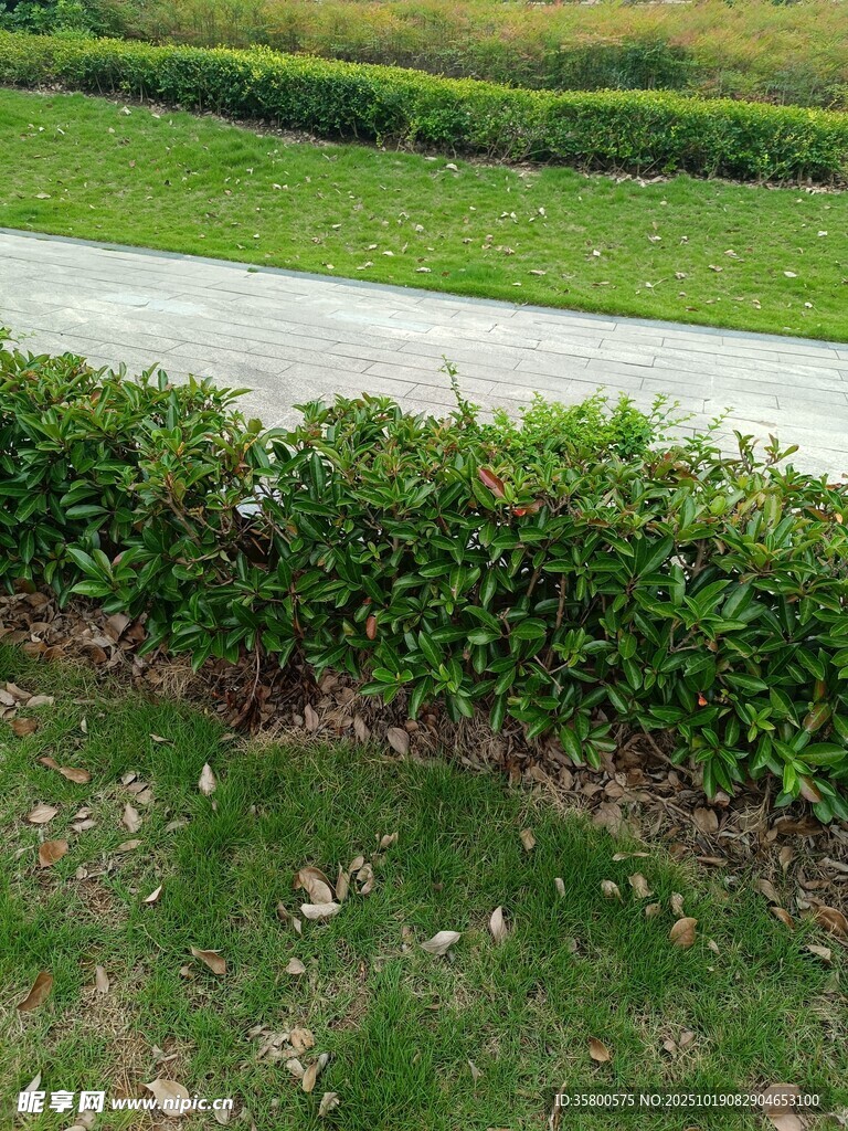 路边绿植景观