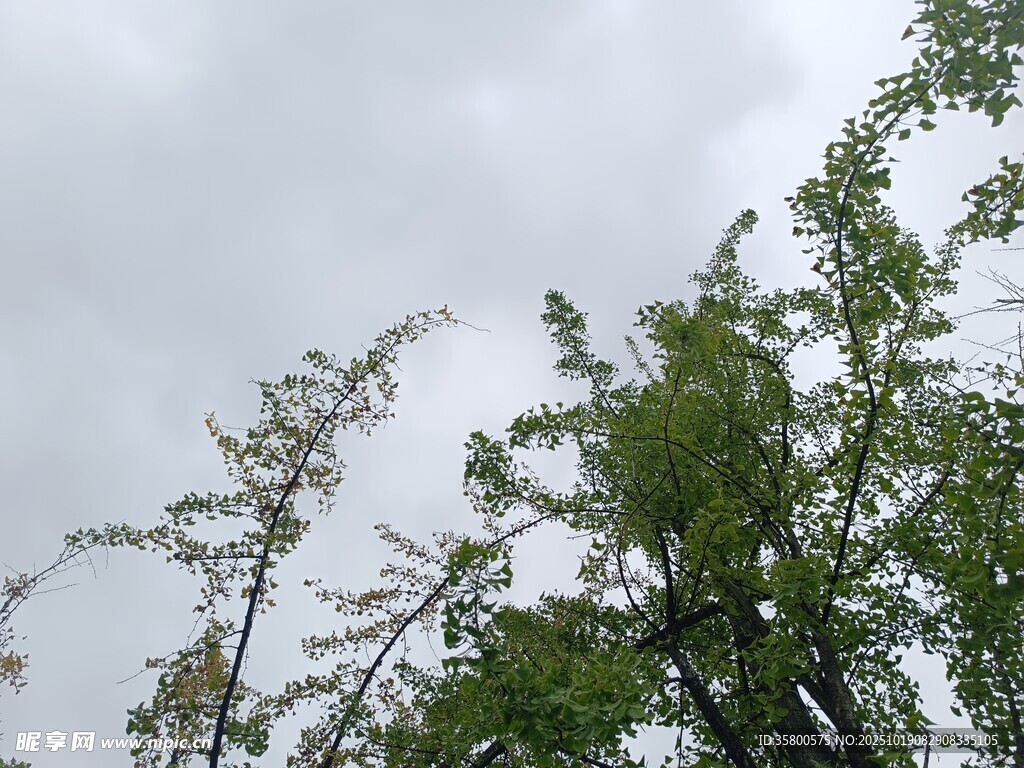 天空下的葱郁树木