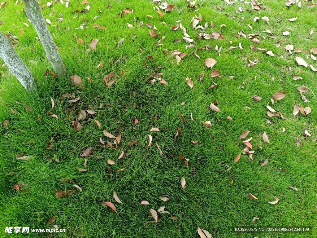 草地上散落的枯黄树叶