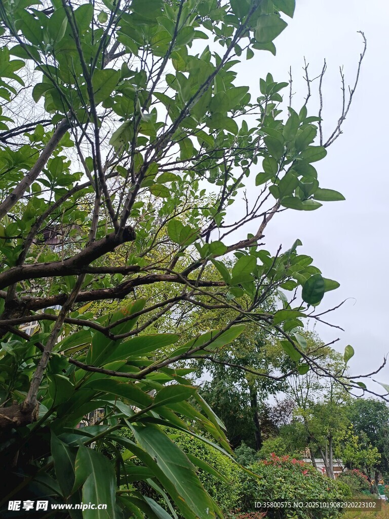 繁茂绿植 