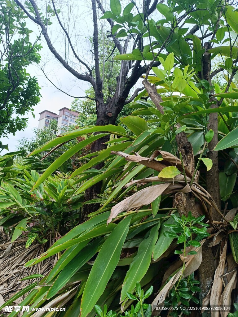 繁茂绿植中的独特树木
