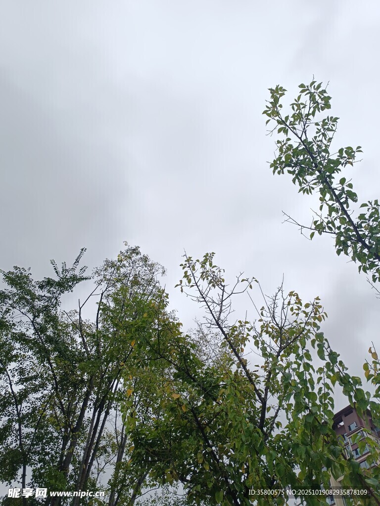 阴天中的葱郁树木