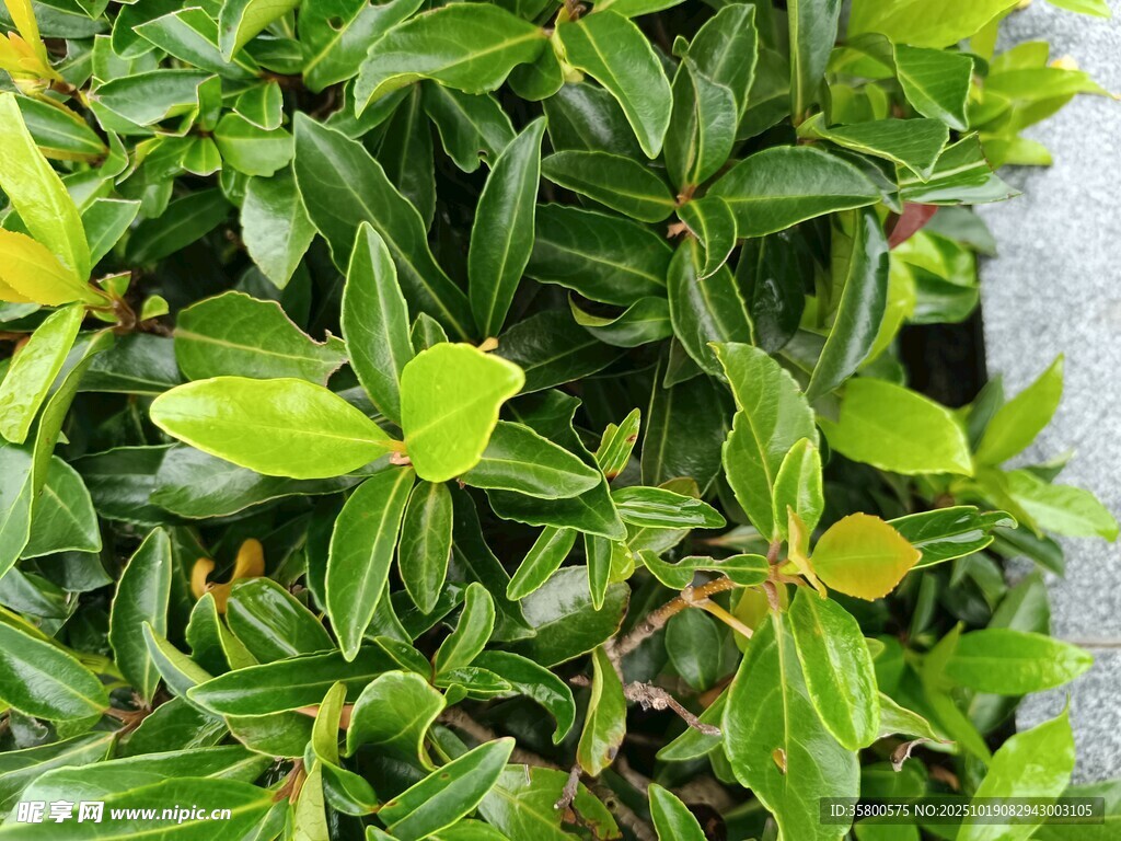 翠绿繁茂的植物叶片