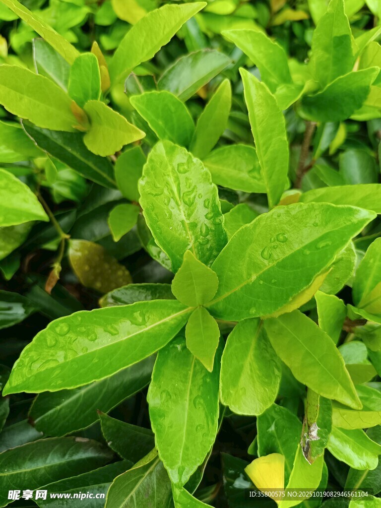 翠绿清新的植物叶片