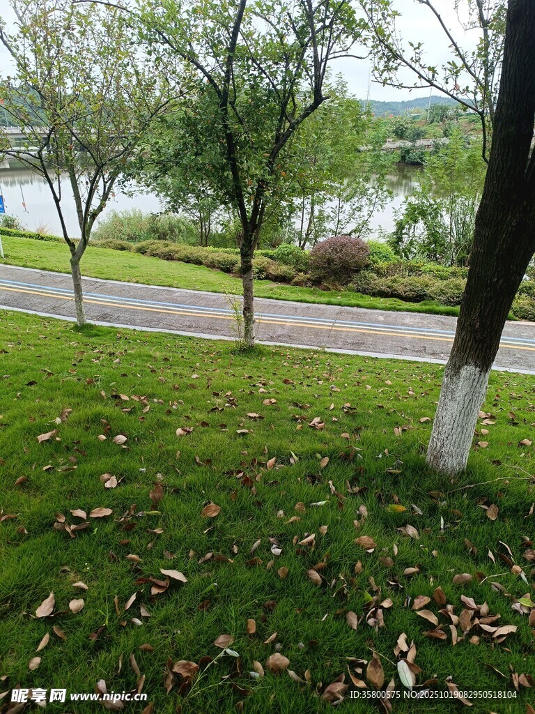 秋日湖畔草坪树木景致