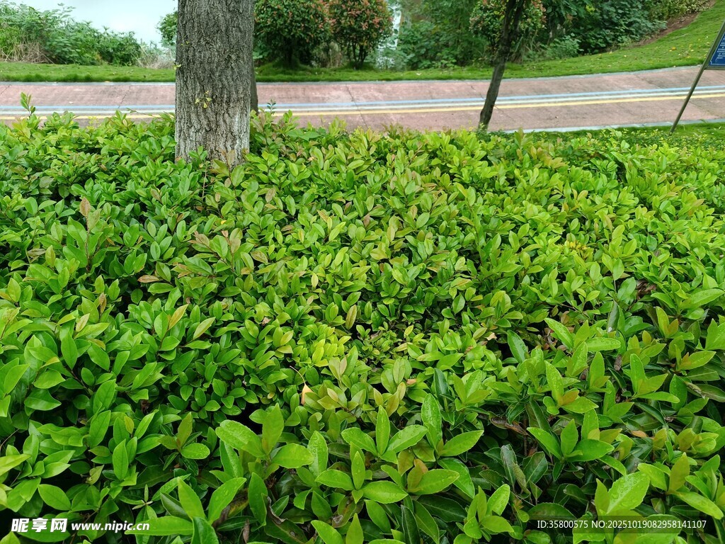 树下繁茂绿植景观