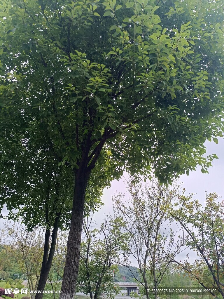 绿树成荫的户外景致