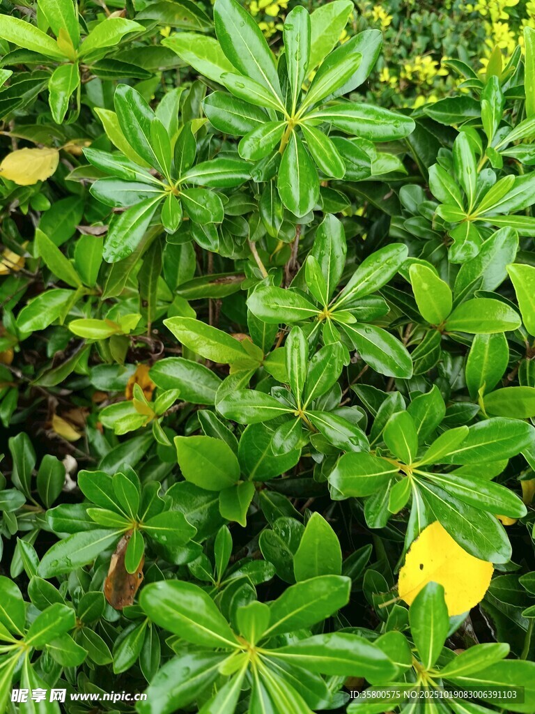 绿叶黄花植物特写