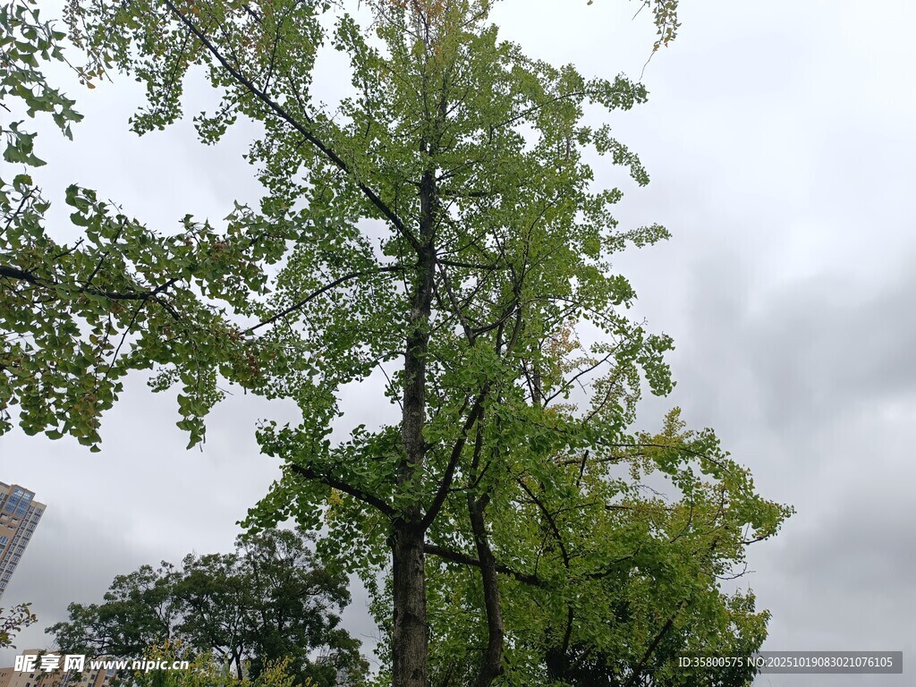 高大挺拔的绿树
