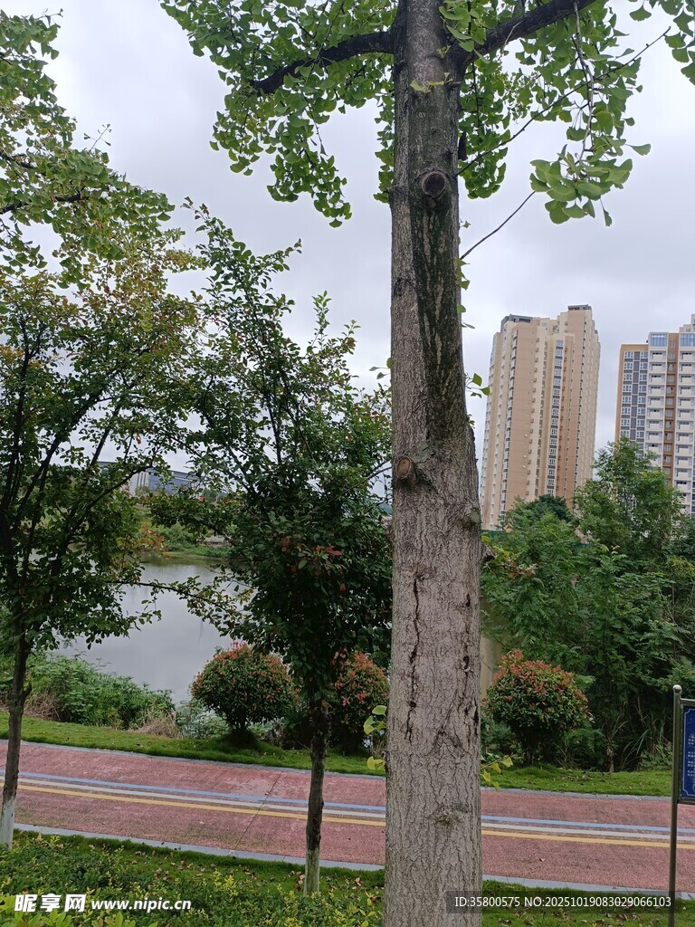 城市公园绿树与远处高楼