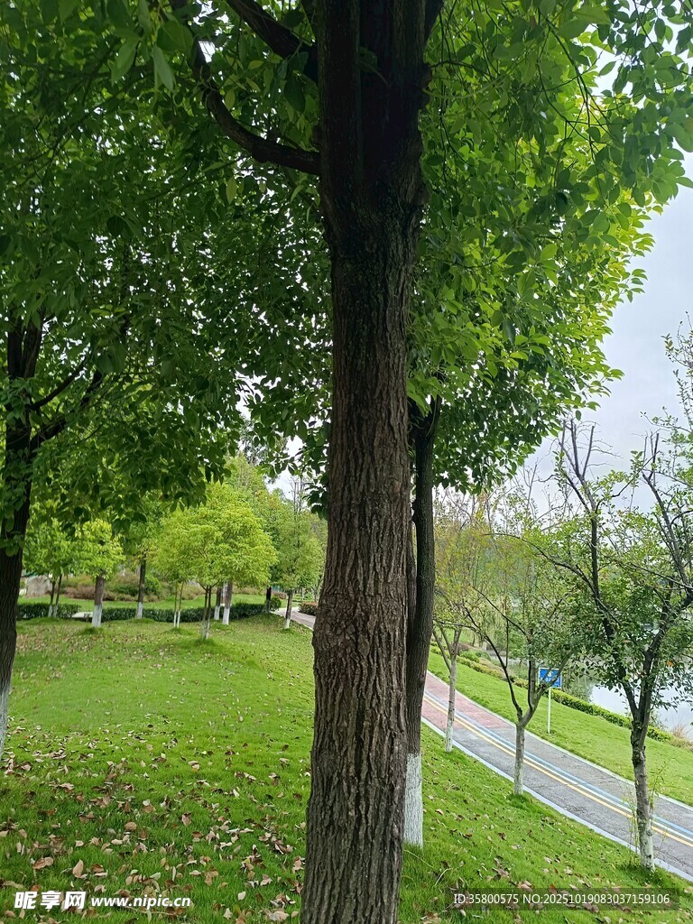 公园绿荫下的宁静景致