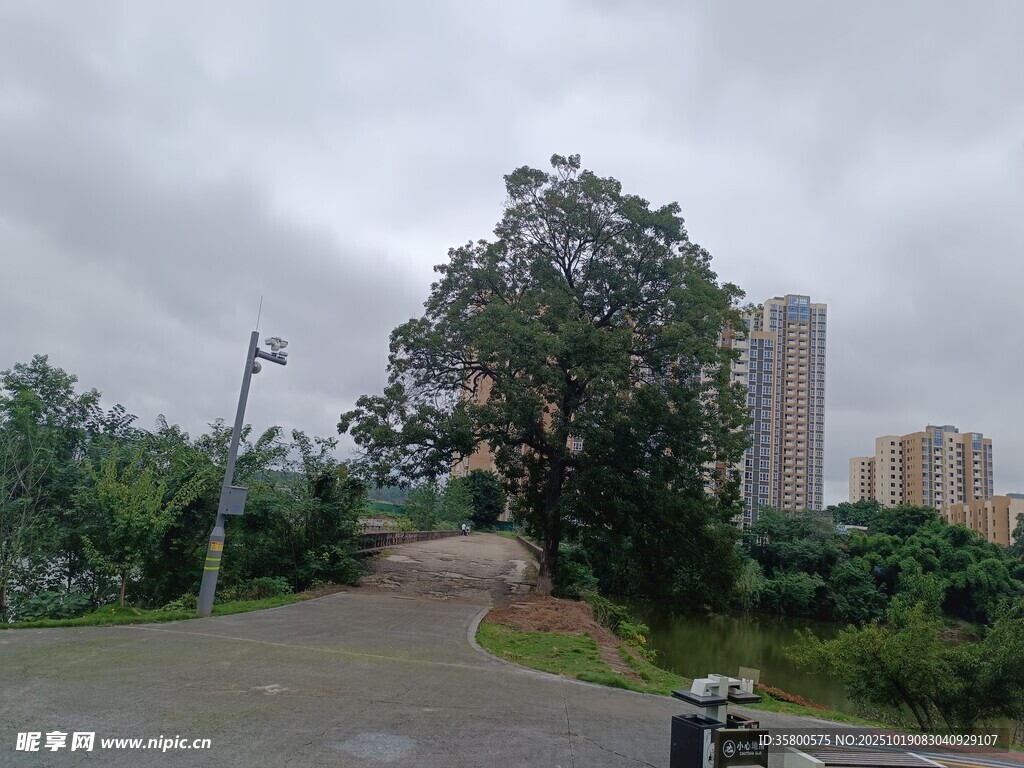 城市公园中的绿树与道路
