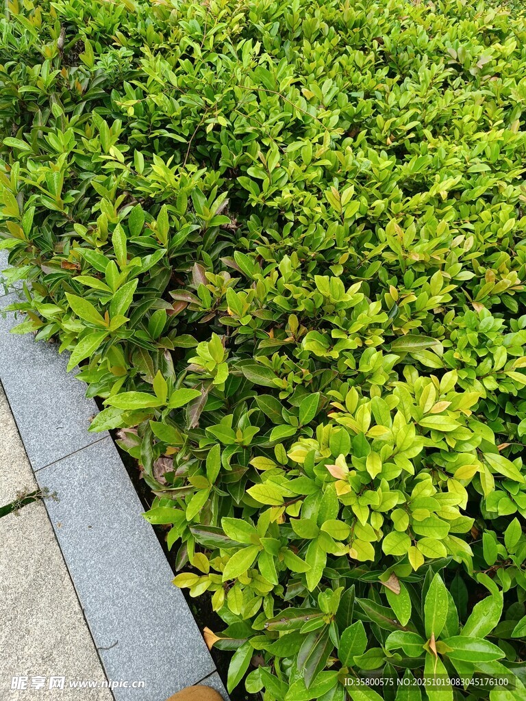 路边翠绿繁茂的灌木丛