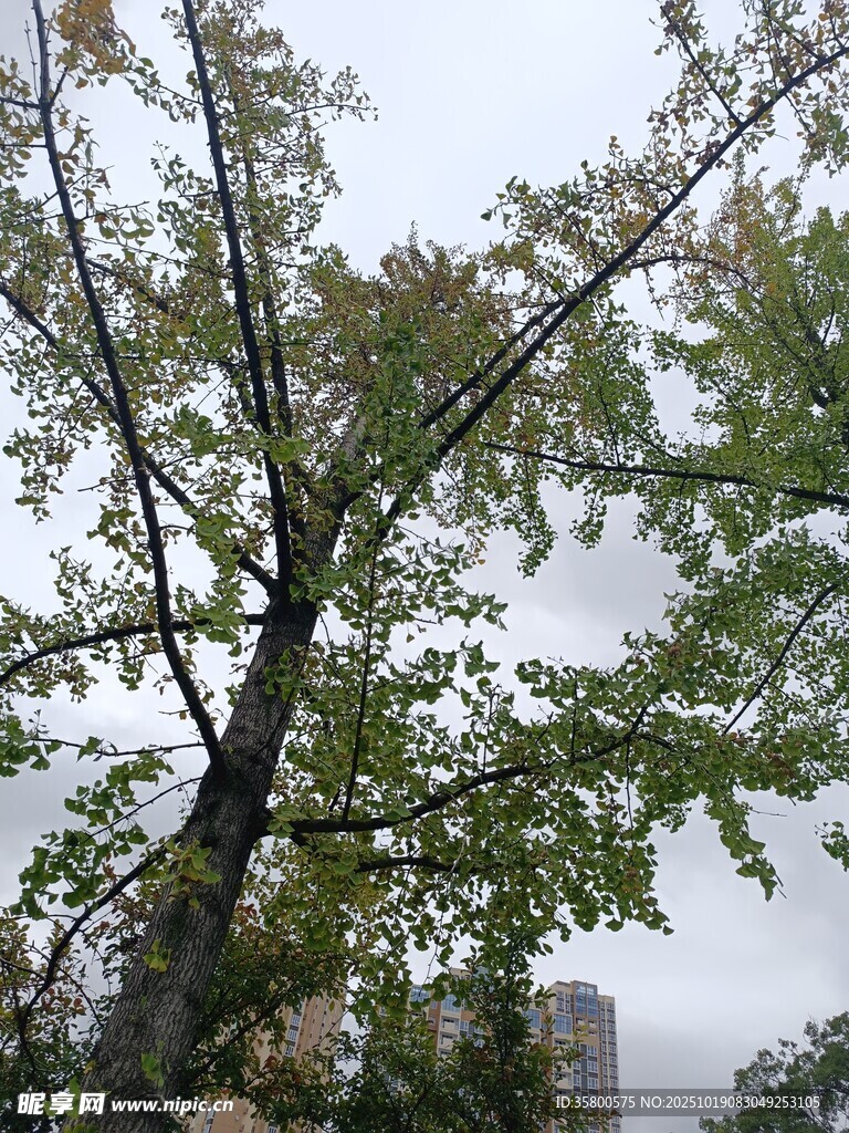 雨中枝叶繁茂的高大树木