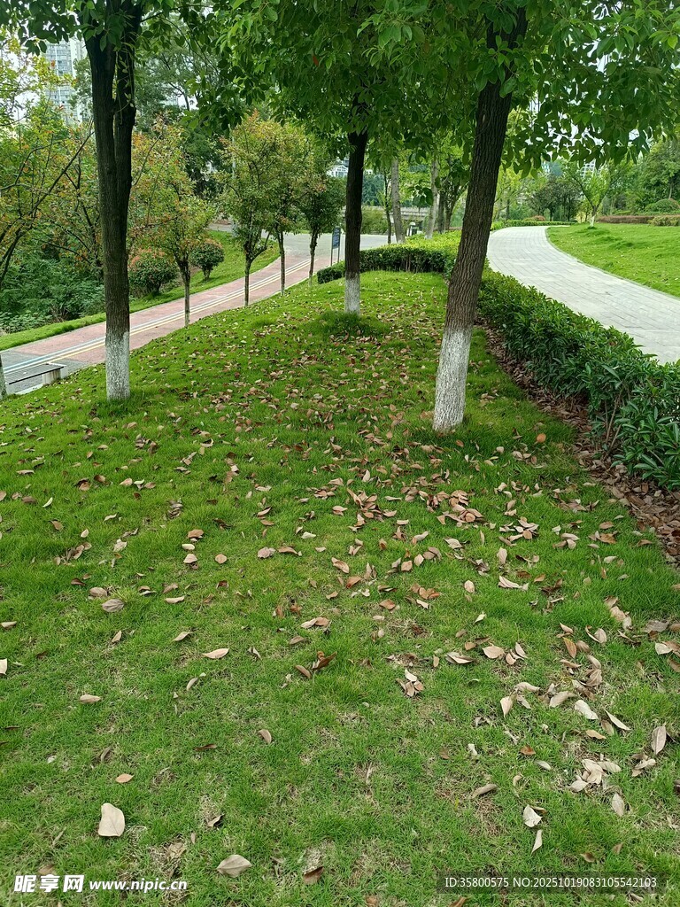 公园绿意盎然的草地小径