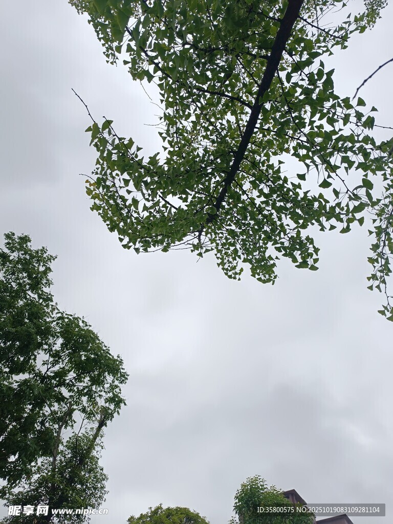 仰视视角下的繁茂绿树