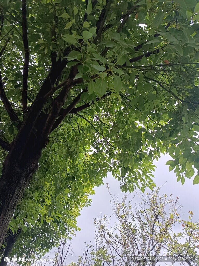 仰视葱郁大树绿意盎然