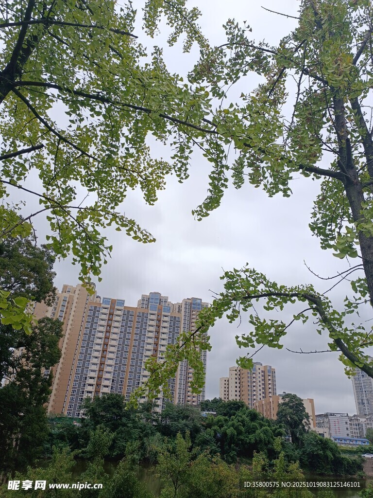 绿树掩映下的城市高楼