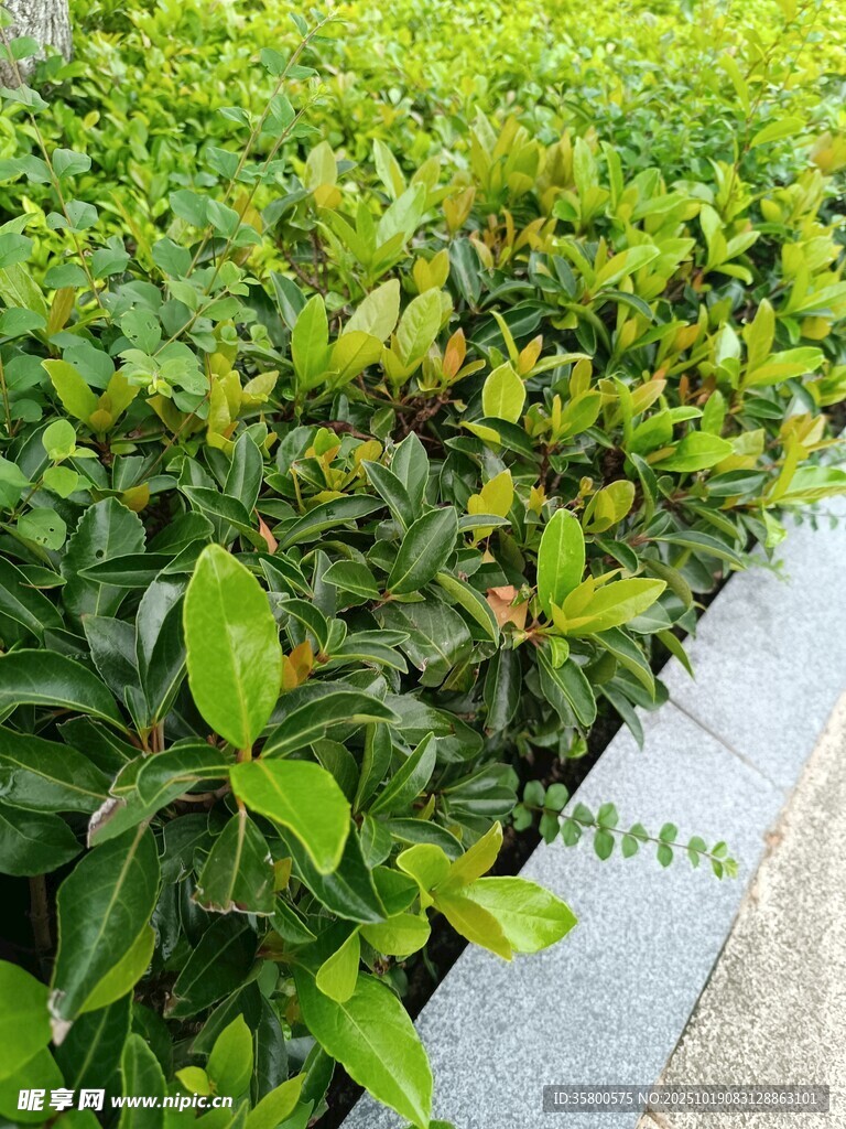 路边翠绿灌木丛景观