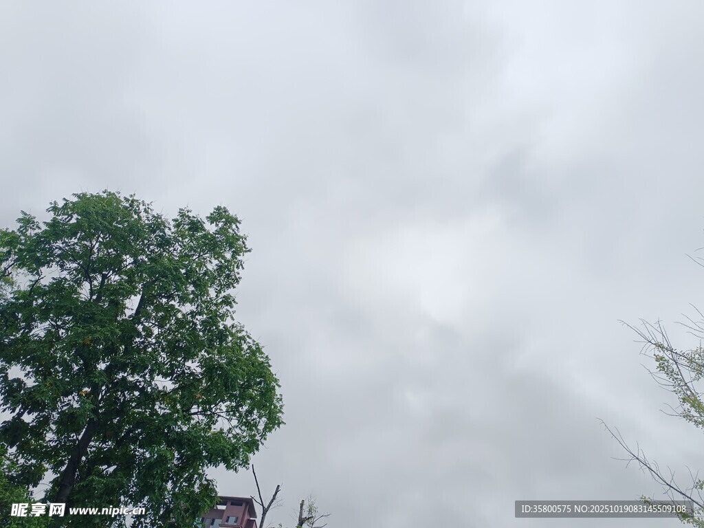 阴天中的绿树与朦胧天空