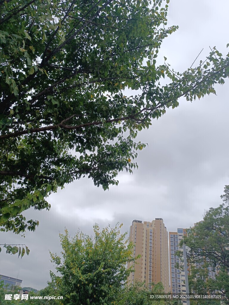 绿树掩映下的城市建筑